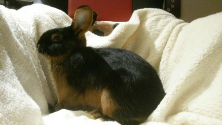 Dieser junge Lohkaninchen-Rammler steht zur Abgabe frei. Er ist jetzt im November 5 Monate alt, also bald ein erwachsenes Tier und für eine Weiterzucht geeignet. 